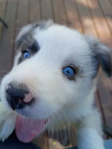 Filhote de Border Collie Merle fêmea
