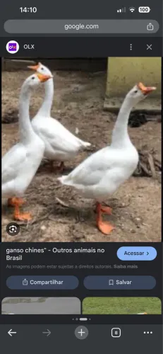 Gansos 
