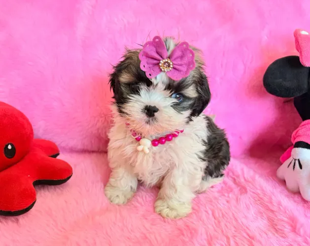 Femea mini shih tzu olho azul canil registrado