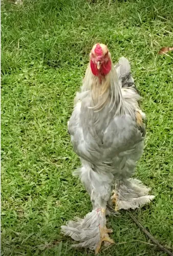 Galo novo BRAHMA 