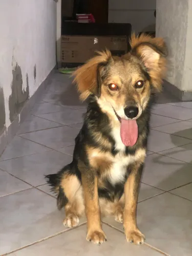 Cachorro para doação 