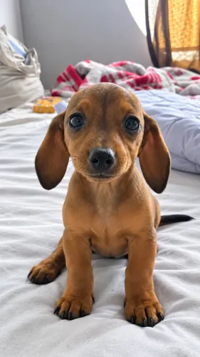 Basset disponivel