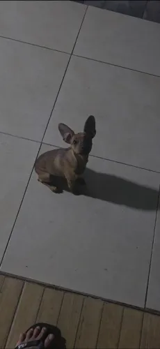 Cachorro