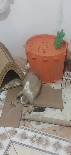 Filhotes Coelho Casal Mini lop