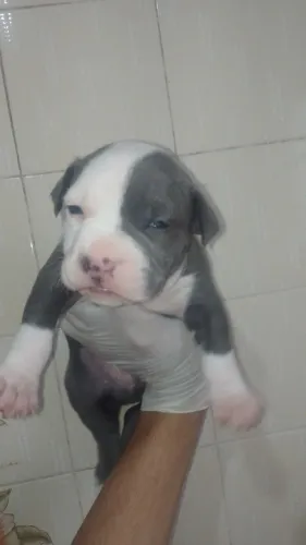 American Bully pocket 