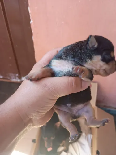 Vende se Pincher