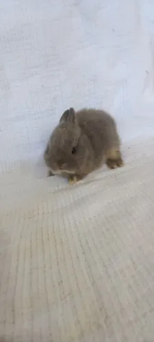Netherland Dwarf