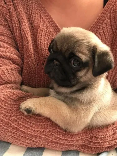 Neném pug preto com saúde garantida em contrato de venda