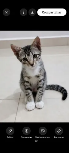 Gatinhos maninhos para adoção 