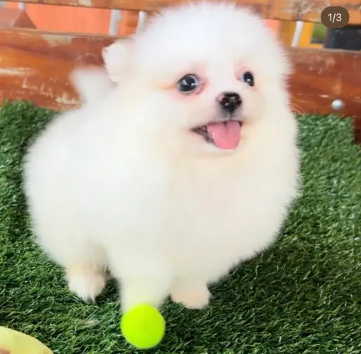 Spitz alemão macho com pedigre!!