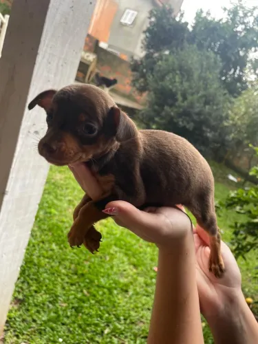 Pinscher n1