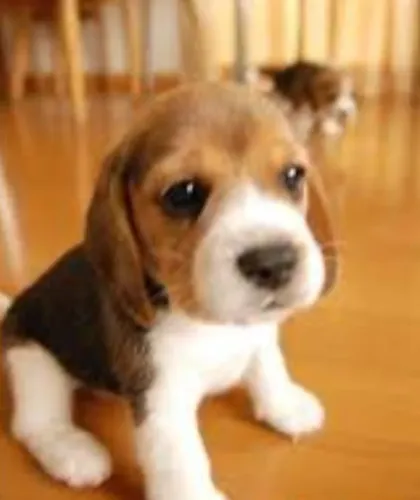 Beagle Padrão Miniaturas Super Lindos