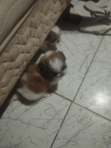Shitzu macho 45 dias 500 reais interessados chamar no ZAP *
