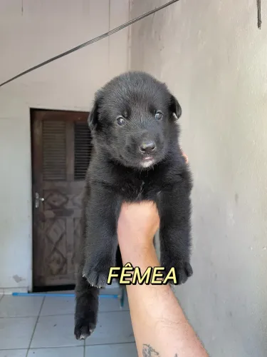 Filhotes de Pastor Alemão
