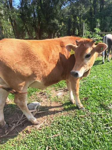 Animais para agropecuária