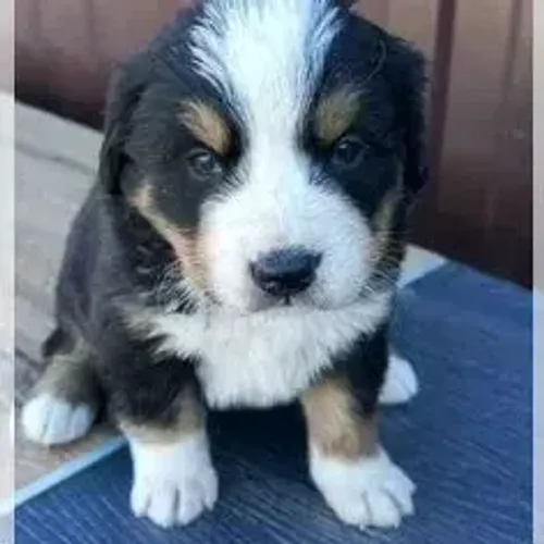 Bernese Mountain Dog,Bernese Mountain Dog Filhote Muito Amoroso e Dócil