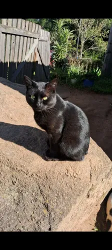 Doa-se um Gatinho 