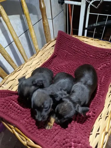 Filhotes de pinscher