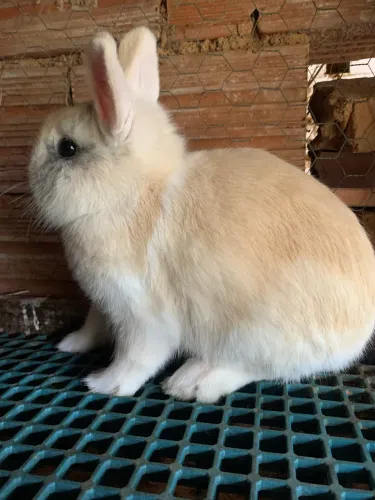 Coelho Anão ( netherland dwarf )