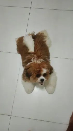 Shitzu 