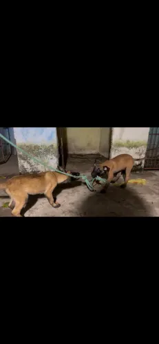 Filhotes de pastor malinois 