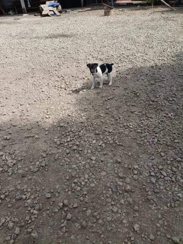 Fox Paulistinha 