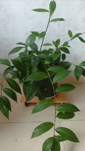 Planta Ora Pró Nobis!