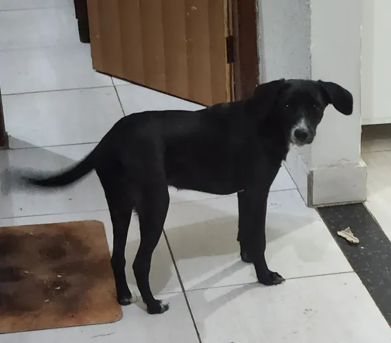 Doa-se Cadela de 3 meses vacinada e vermifucada urgente