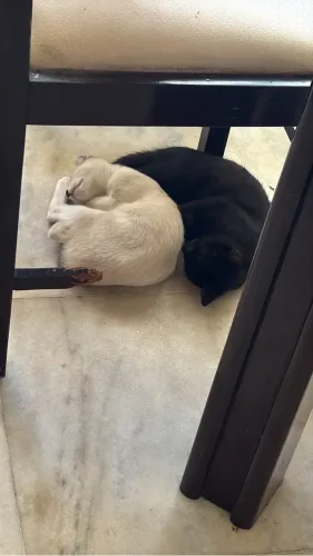 Gatinhos