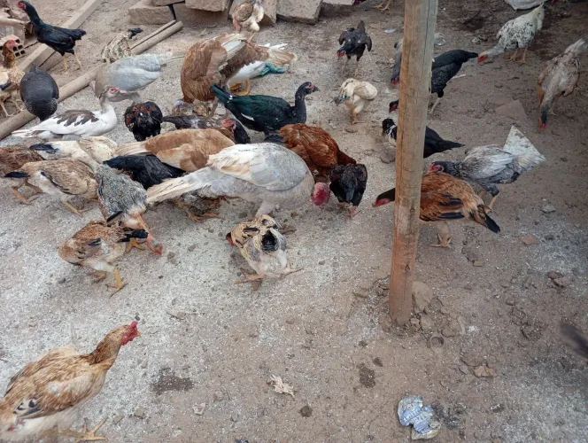 Galinhas frangos e patos 