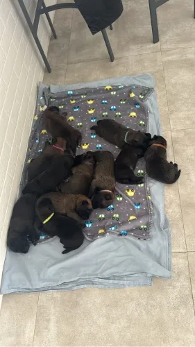 Filhotes de Pastor Belga Malinois PEDRIGREE CBKC ?