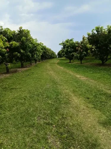 sitio em aguai 5 alqueires 1.700.000.00 ( jo-ca )
