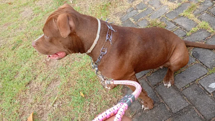 Pitbull red nose com pedigree