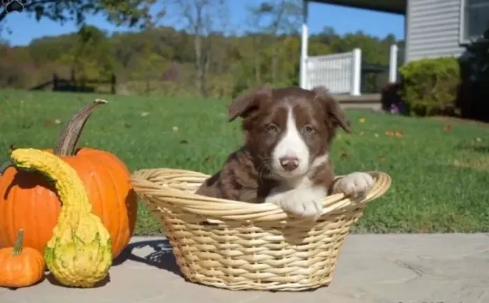  Border collie fêmeas 1600.00