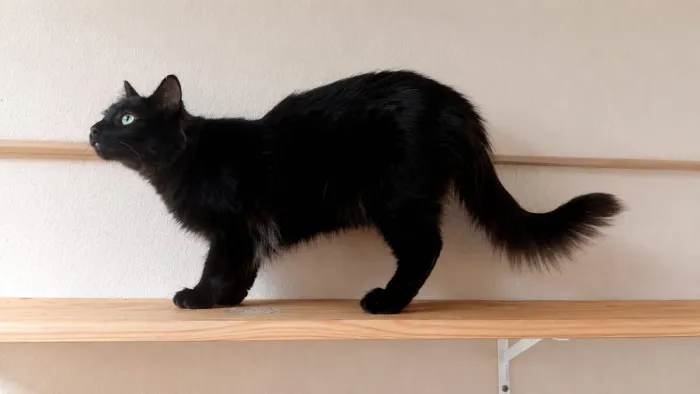 Adoção gatos peludos e dóceis 