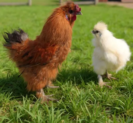 CASAL DE GALINHA SEDOSA