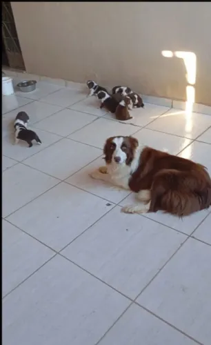 Filhotes border collie