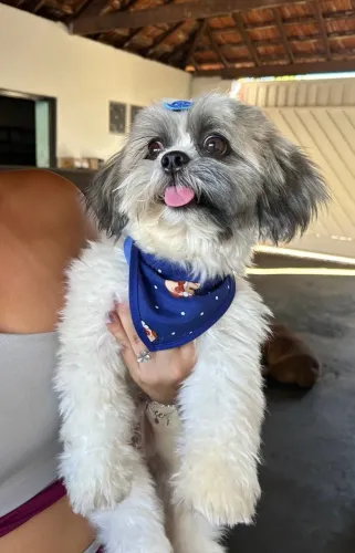Shih Tzu procura namorada