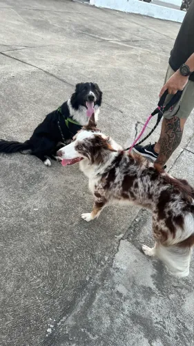 Casal Border Collie
