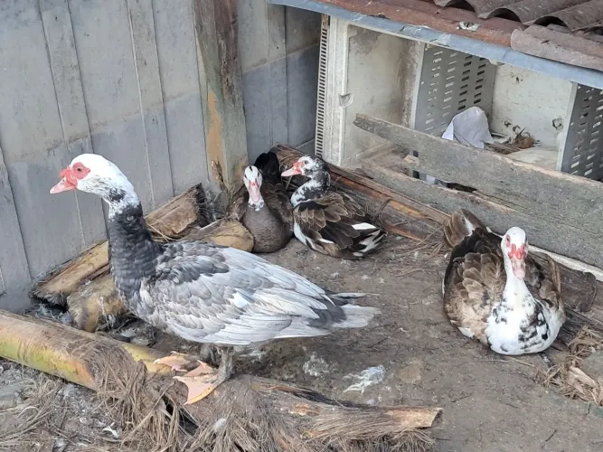 PATOS?