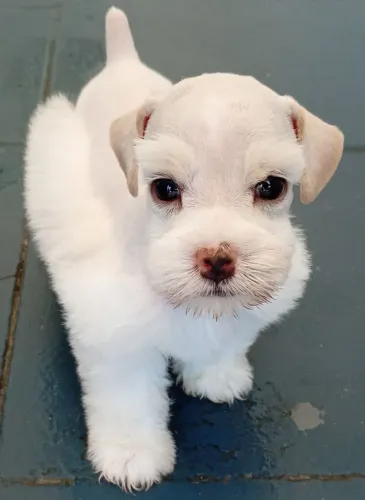 Schnauzer miniatura fêmea