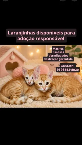 Laranjinhas para adoção responsável