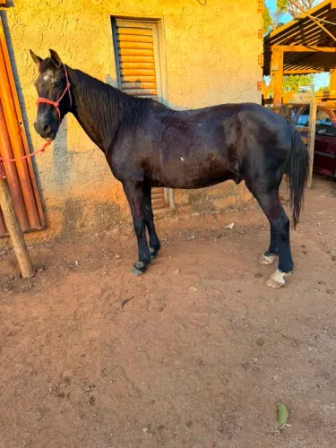 Cavalo preto marcha picado