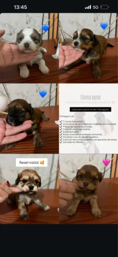 Lhasa apso