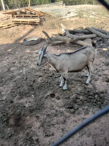 CABRITA NOVA