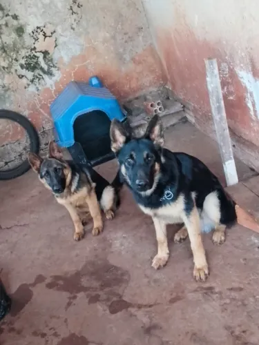 Cachorro