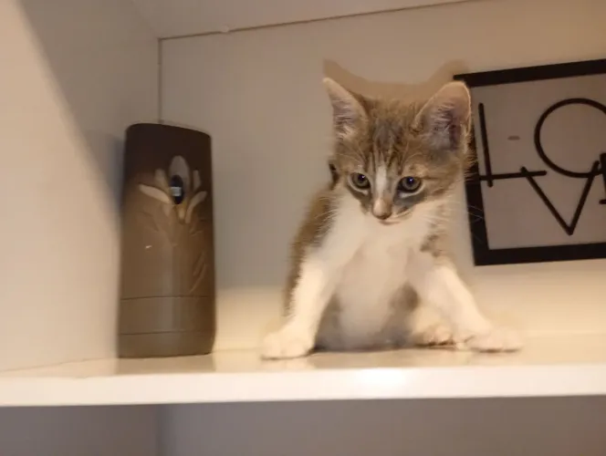 Doação gato filho