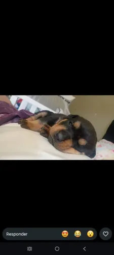 Vendo Filhote de Rottweiler 47 dias