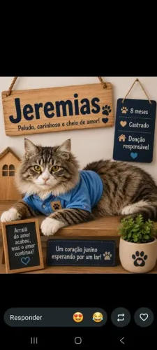 Gatos castrados adoção responsável 