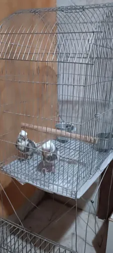 Gaiola 